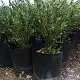 Buxus sempervirens faulkner, Box, Common box, American boxwood