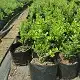 Buxus microphylla faulkner, Small-leaved box faulkner, Japanese box, Littleleaf box