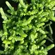 Crassula muscosa, Rattail crassula, Watch chain, Lizard's tail, Zipper plant, Toy Cypress, Whip Cord, Club Moss Crassula, Princess Pine