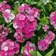 Dianthus carnation, Jolt pink