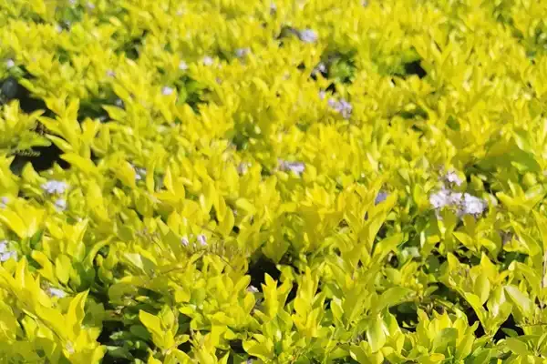 Buy Duranta Gold in Wilgers | Best Prices