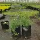 Freylinia tropica white, White honeybell bush