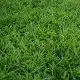 LM grass, LM lawn, Berea grass