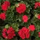 Pelargonium zonale kariba red, Kariba Red Geranium