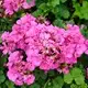 Pelargonium zonale Turkana Hot Pink, Turkana Hot Pink Geranium