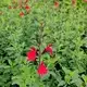 Salvia greggii radio red, Sage