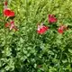 Salvia hot lips, Bicolor Sage