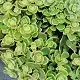 Sedum tetractinum, Chinese stonecrop, Chinese sedum, Fish-scale sedum