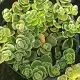 Sedum tetractinum 'coral reef', Chinese stonecrop, Chinese sedum, Fish-scale sedum