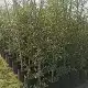 Syzygium paniculatum, Australian brush cherry, Jamboree, Eugenia