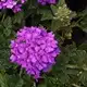 Verbena EnduraScape Blue