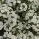 Verbena Peruviana White Blush